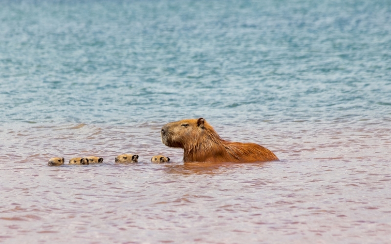 Giving the Kids a Swimming Lesson | Fernando Calmon/Shutterstock