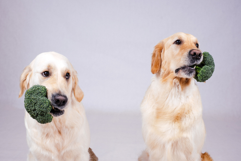How to Live More Sustainably With Your Four-Legged Friends | Shutterstock