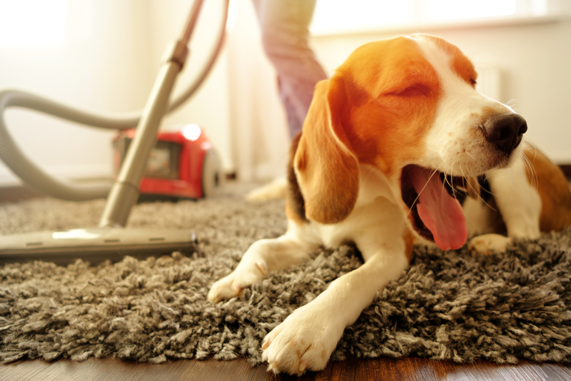 Keeping Your Home Spotless with Pets | sipcrew/Shutterstock