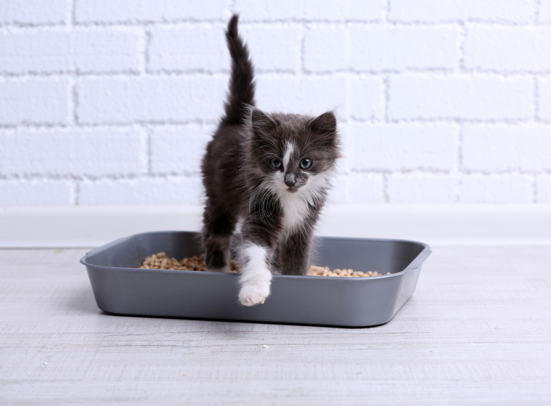 Read This if Your Cat Is Having Litterbox Trouble | Shutterstock