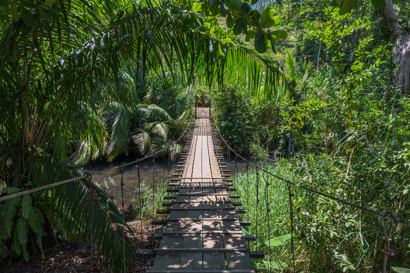 Rainforests: Maintaining Nature’s Balance | Shutterstock
