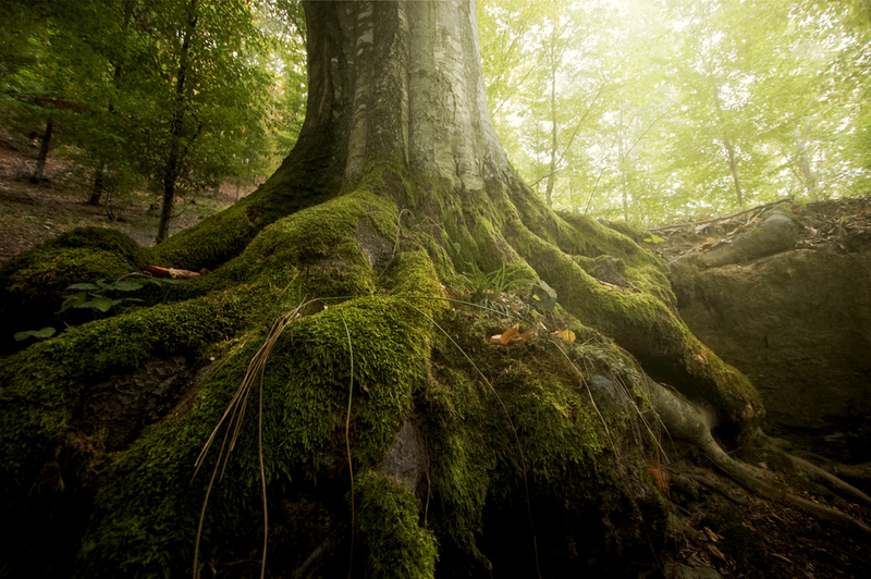 Trees Use Forest-Wide Communication Networks | Shutterstock