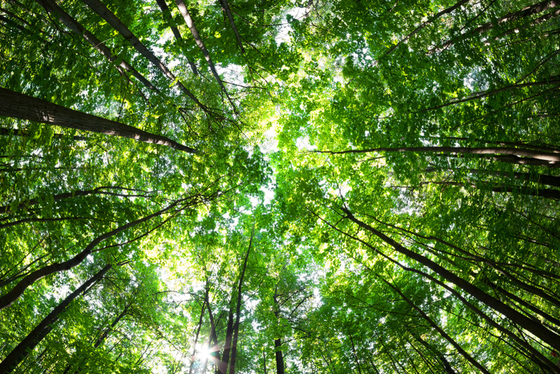 Trees Use Forest-Wide Communication Networks | Shutterstock