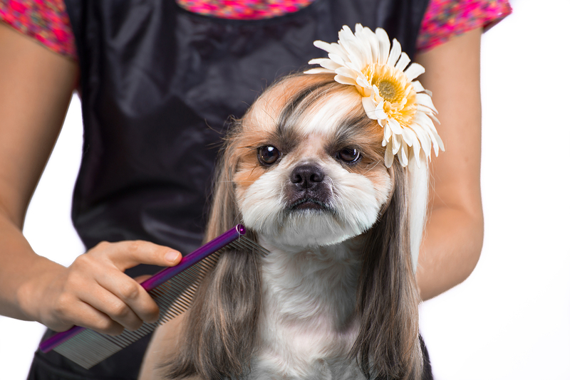 All You Need to Know About Straight Dog Grooming Scissors | Shutterstock