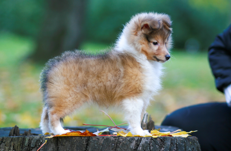 All You Need to Know About Straight Dog Grooming Scissors | Shutterstock