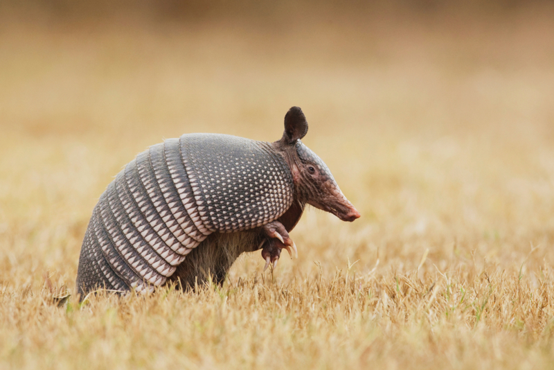 Knights in Shining Armor: Where Can You Find and What Should You Know About Armadillos? | Alamy Stock Photo