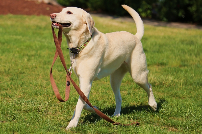 The Importance of Training Your Dog | Shutterstock