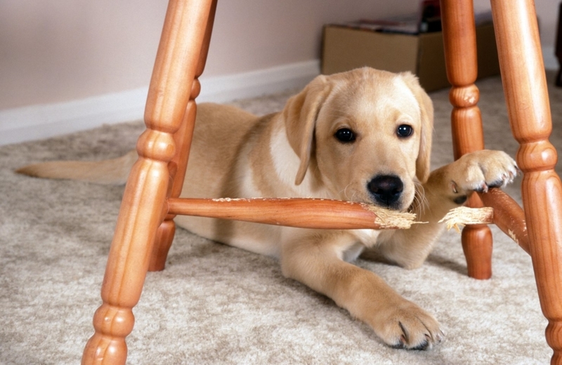 The Importance of Training Your Dog | Alamy Stock Photo
