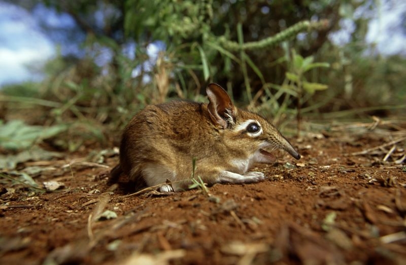 After 50 Years, Now You Can Travel to See Elephant Shrews | Getty Images Photo by John Downer