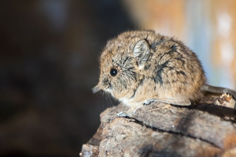 After 50 Years, Now You Can Travel to See Elephant Shrews | belizar/Shutterstock