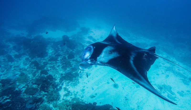 Rays Are Considered the Ocean’s Most Docile Creatures | Shutterstock