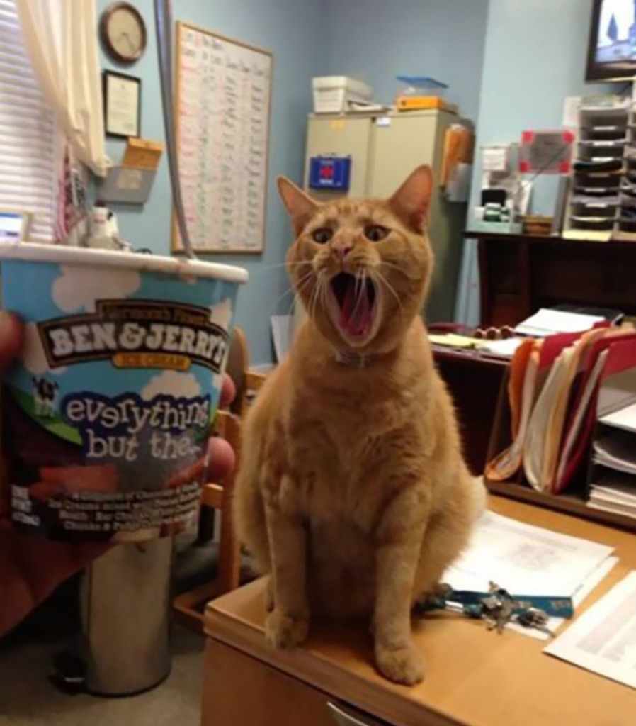 Keep your paws off that ice cream! | Imgur.com/1J1nI