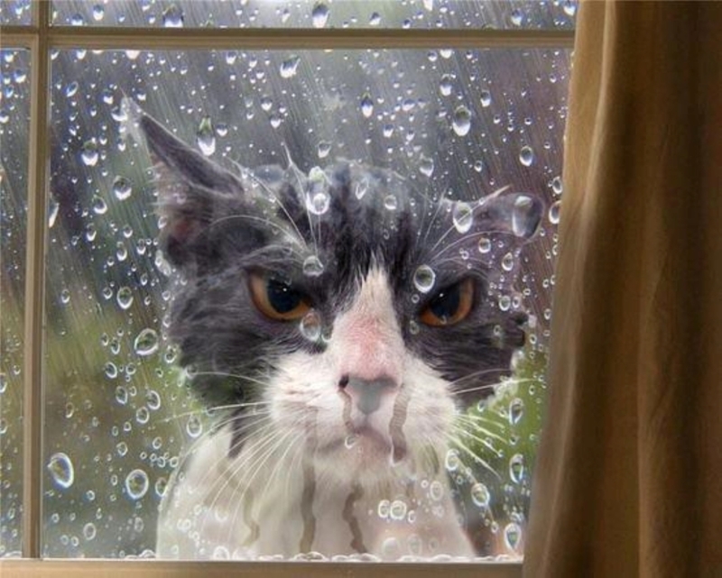 Rain, rain go away | Imgur.com/DQzWfza