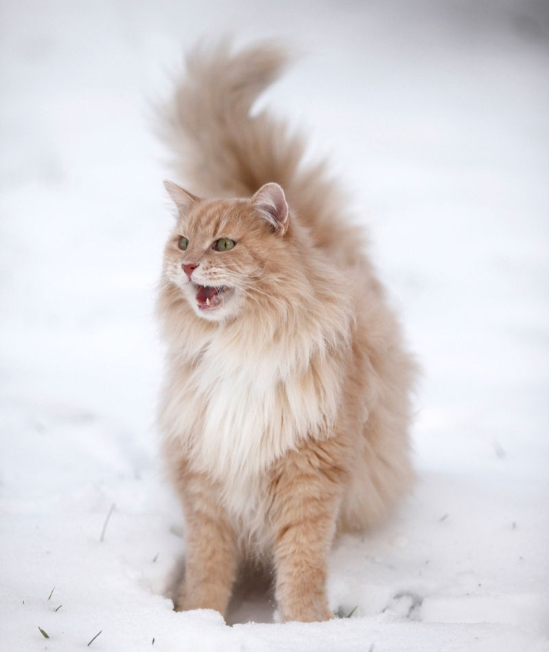 Not one step further! | Alamy Stock Photo by Tierfotoagentur/R. Richter