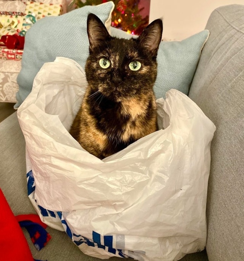 The cat is in the bag | Reddit.com/katherinetori