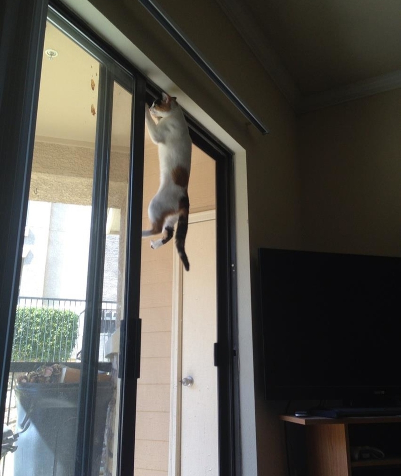 Feline pull-ups | Imgur.com/N9TvmRc