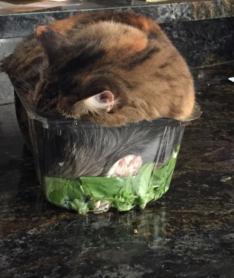 There's a hair in your salad | Imgur.com/Burritoworld