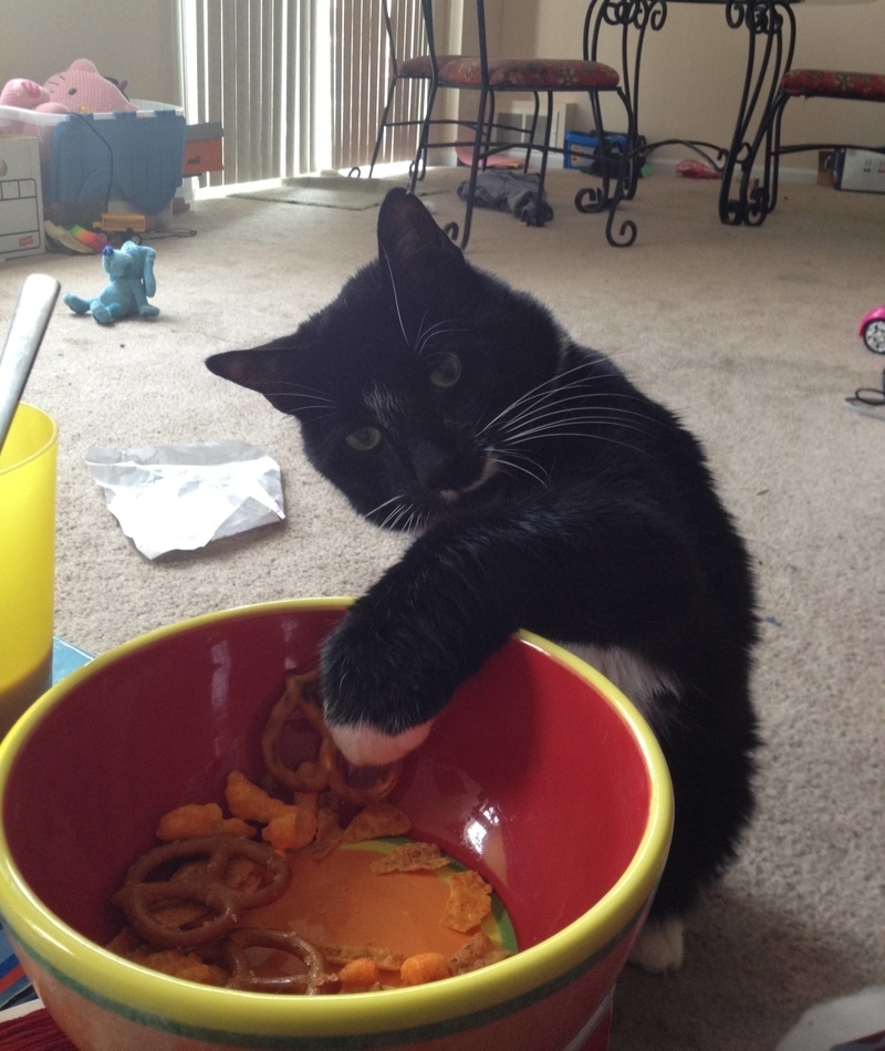 Can a cat eat a pretzel? | Imgur.com/dellamissy