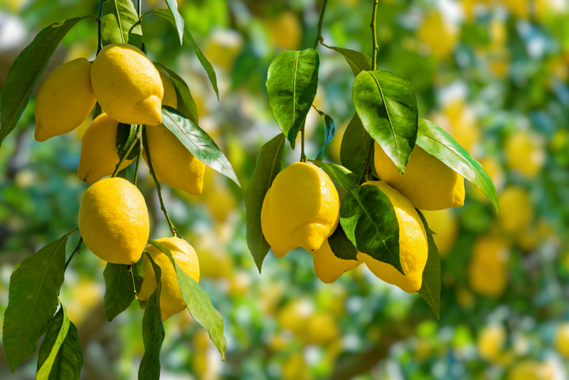 Lemon and warm water to aid digestion and prevent kidney stones | Shutterstock