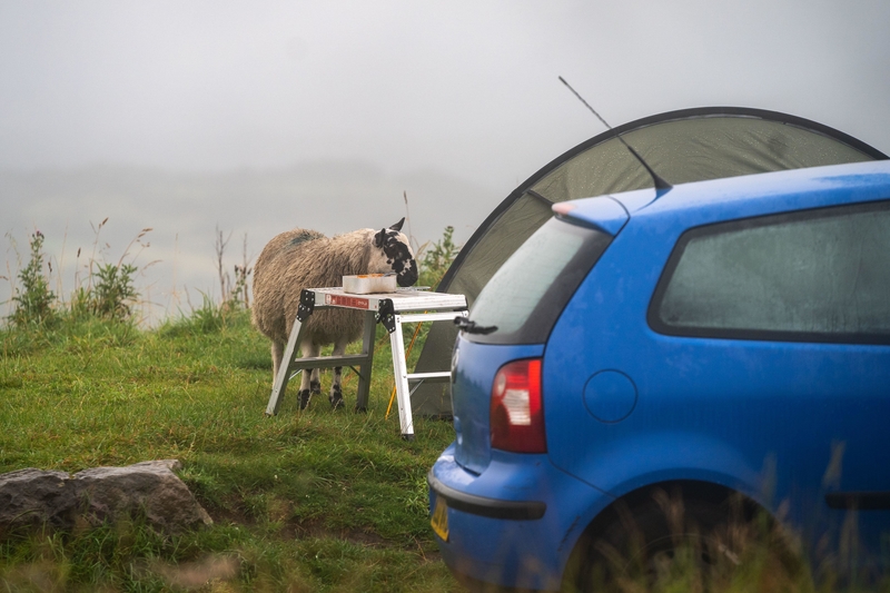 Oh, Sheep! | Alamy Stock Photo by Matthew Troke 