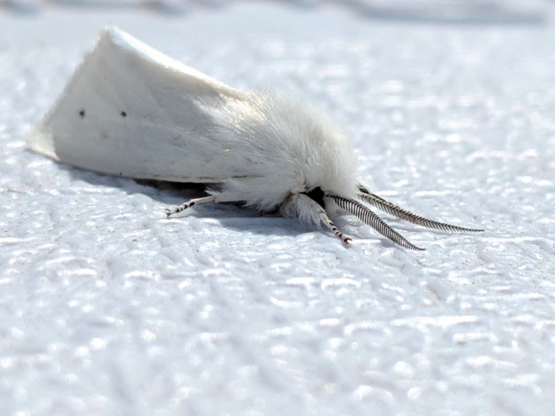 Moth of the Month | Reddit.com/controlzee