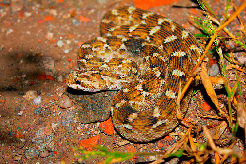 Saw-Scaled Viper | Shutterstock