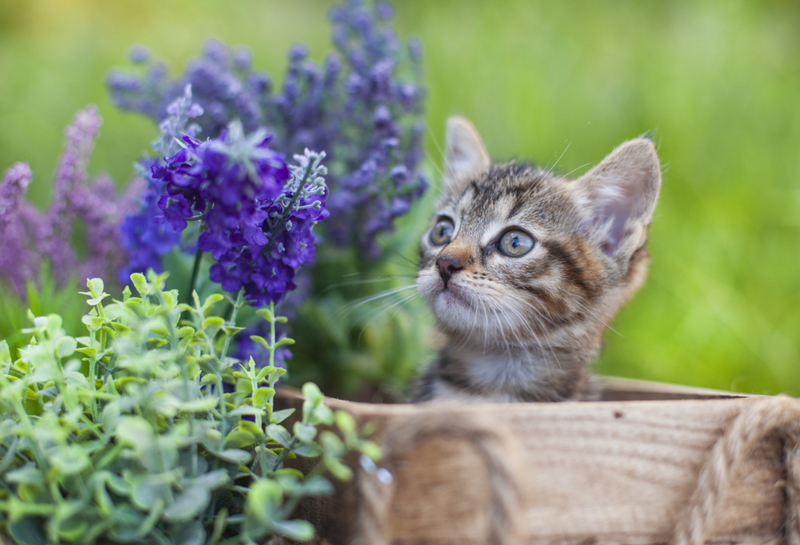 Can Catnip Win The Fight Against Mosquitoes? | Getty Images/eli_asenova
