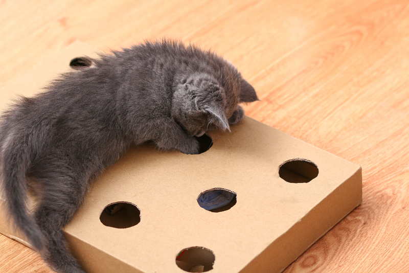 Cat Puzzle Toy | Shutterstock