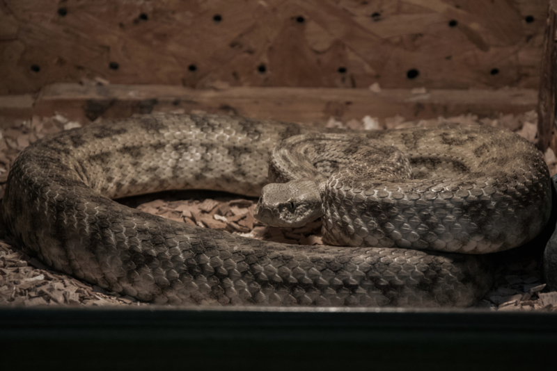 Carpet Viper | Getty Images Photo by Alikaj2582