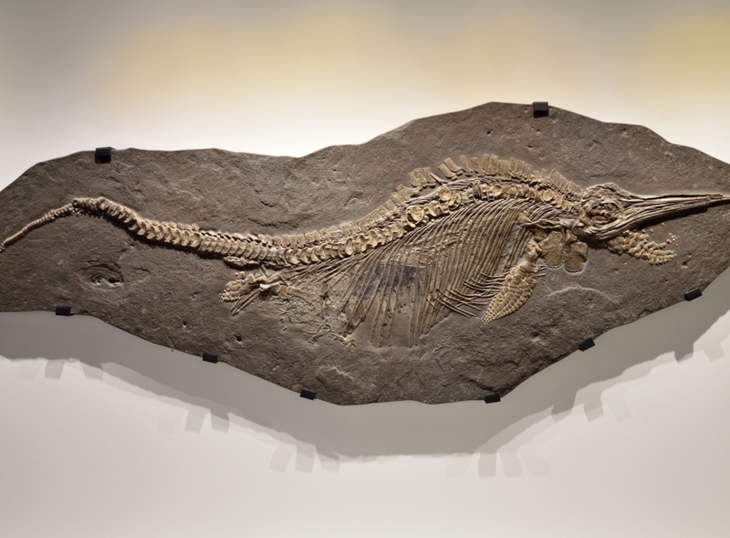 The Word ‘Fossil’ Is Latin-Derived | Alamy Stock Photo by Corbin17