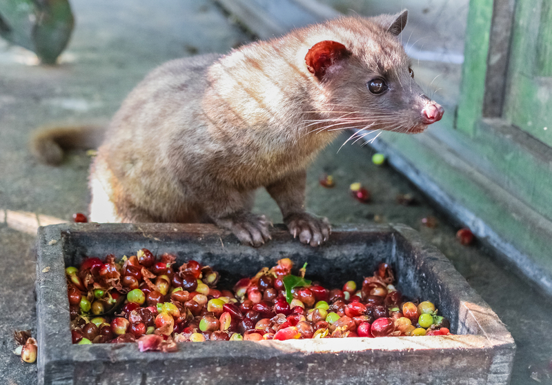 The World’s Most Expensive Coffee Comes From Civet Poop! | Shutterstock