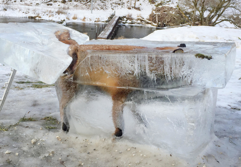 Fox Blocked | Alamy Stock Photo by Johannes Stehle/dpa/Alamy Live News