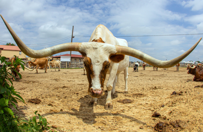 Longest Horns | Michael Bogner/Shutterstock