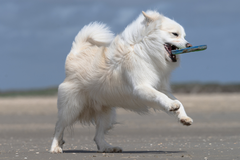 Icelandic Sheepdog | Shutterstock