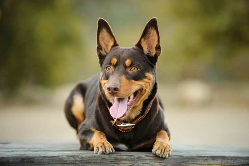 Australian Kelpie | Shutterstock