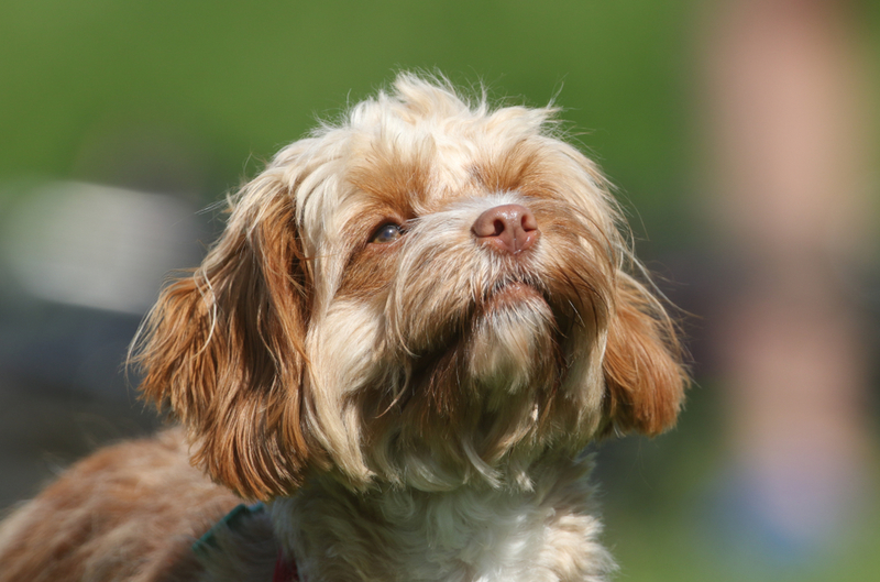 Cavapoo | Shutterstock