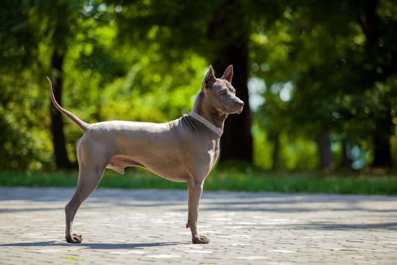 Thai Ridgeback | Shutterstock