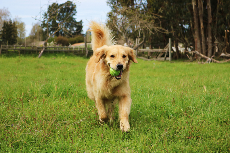 Golden Retriever | Shutterstock