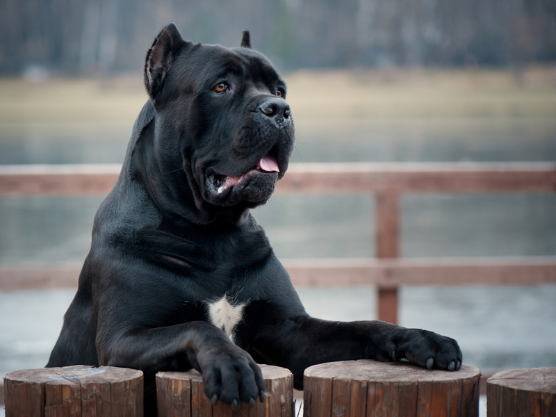 Cane Corso | Shutterstock