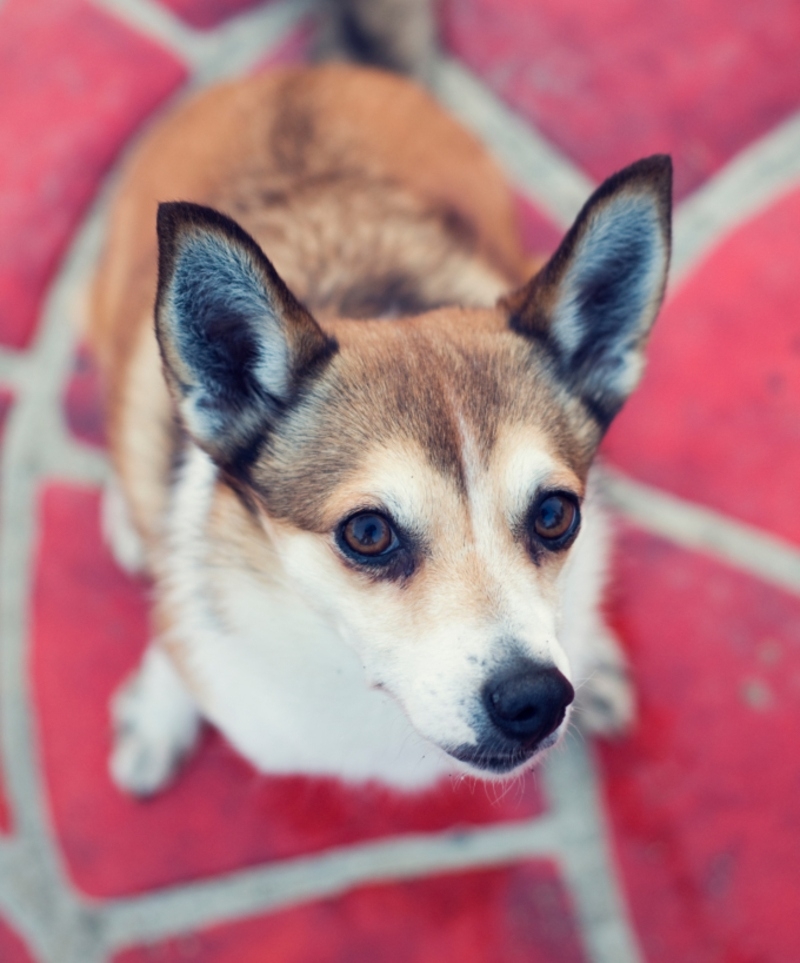 Norwegian Lundehund | Shutterstock