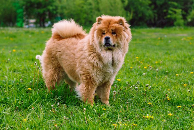 Chow Chow | Shutterstock