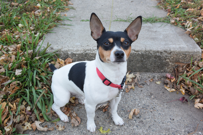 Teddy Roosevelt Terrier | Shutterstock