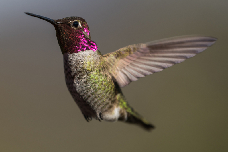 How Peruvian Hummingbirds Survive Freezing Cold Nights | Shutterstock