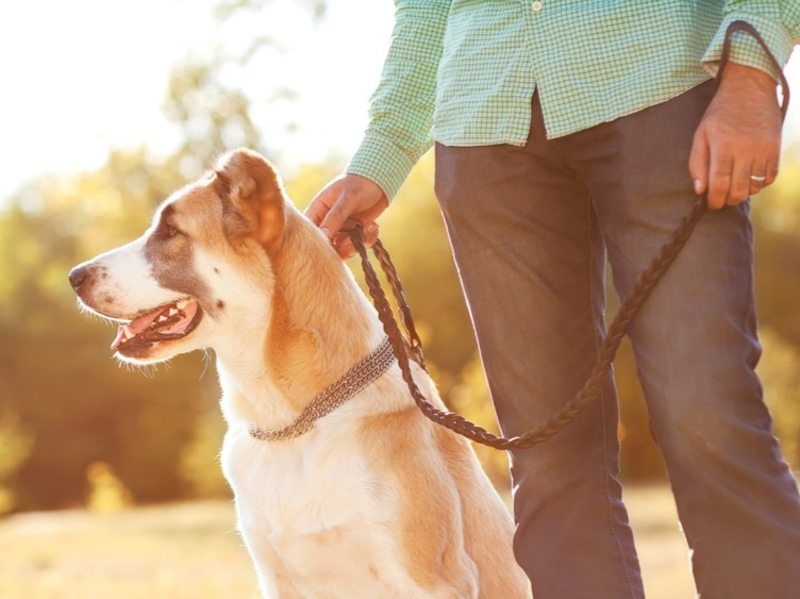 The Best Way to Go Camping With Your Dog | Rock and Wasp/Shutterstock
