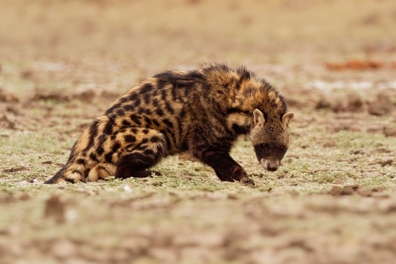 African Civet | Alamy Stock Photo