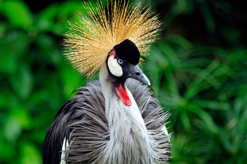 Grey Crowned Crane | Alamy Stock Photo