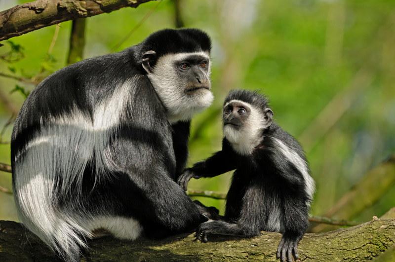 Guereza Colobus | Alamy Stock Photo